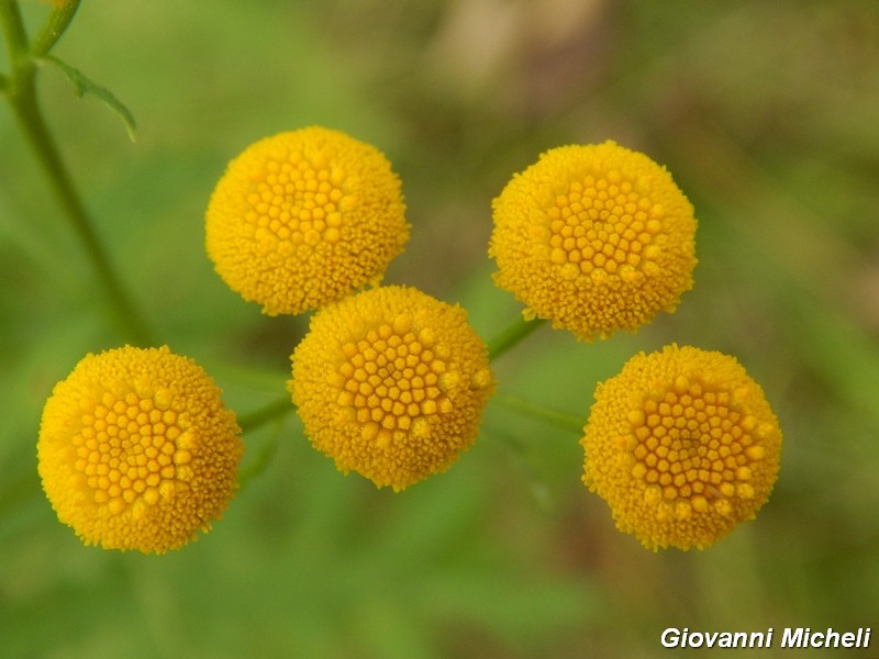Tanacetum vulgare
